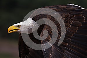 Close-up of an American Bald Eagle in flight