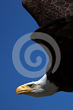 Close-up of an American Bald Eagle in flight