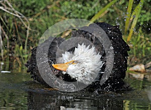 Close up of a Bald Eagle