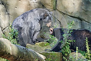 close up of american black bear, Ursus Americanus.