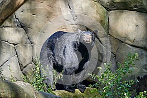 Close up of american black bear, Ursus Americanus, lying in lush green gras in the sunlight.