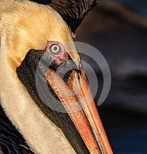 Close up of American Brown Pelican