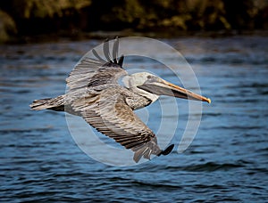Close up of the American Brown pelican as it flies into the Venice Jetty