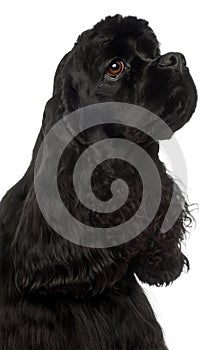 Close-up of American Cocker Spaniel, 1 year old
