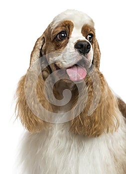 Close-up of an American Cocker Spaniel, looking away, isolated