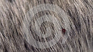 Close up of American dog tick crawling on animal fur. These arachnids a most active in spring and can be careers of Lyme disease