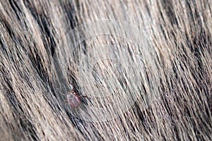 Close up of American dog tick crawling animal fur. These arachnids a most active in spring and can be careers of Lyme disease or photo