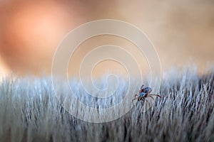 Close up of American dog tick crawling animal fur. These arachnids a most active in spring and can be careers of Lyme disease or photo