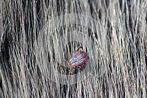 Close up of American dog tick crawling animal fur. These arachnids a most active in spring and can be careers of Lyme disease or photo