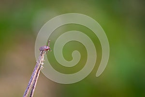 Close up of American dog tick crawling on the grass stem in nature. These arachnids a most active in spring and can be careers of photo