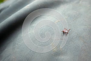 Close up of American dog tick crawling up the rubber boot outdoors. These arachnids a most active in spring and can be careers of photo