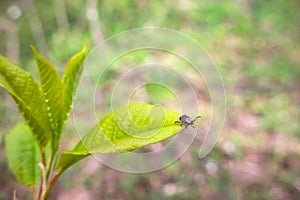 Close up of American dog tick waiting on plant leaf in nature. These arachnids a most active in spring and can be careers of Lyme photo