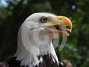 Close up american eagle, bald eagle, sea eagle. leucocephalus, sharp eye, head and portrait, beak open, macro