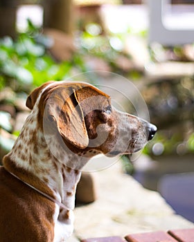 Close-up of an American English Coonhound, vertical shot