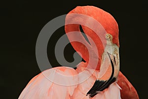 Close up of American flamingo