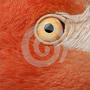 Close-up of American Flamingo eye, Phoenicopterus ruber