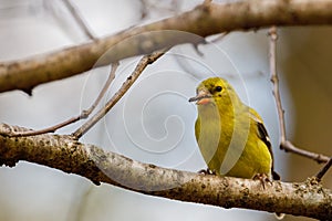 Close up of an American Goldfinch Spinus tristis perched on a tree limb during spring.