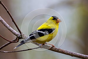 Close up of an American goldfinch Spinus tristis perched on a tree limb during spring.