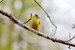 Close up of an American goldfinch Spinus tristis perched on a tree limb during spring.