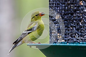 Close up of an American Goldfinch Spinus tristis perched on a tree limb during winter.