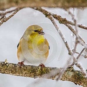 Close up of an American Goldfinch Spinus tristis perched on a tree limb during winter. Selective focus, background blur and fore