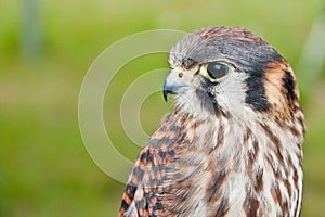 American Kestrel