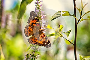 A close up of an American Lady butterfly.