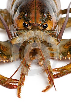 Close-up of American lobster, Homarus americanus