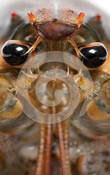 Close-up of American lobster, Homarus americanus