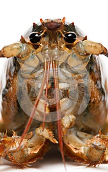 Close-up of American lobster, Homarus americanus
