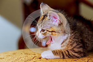 Close up of american shorthair cat sitting in the chair