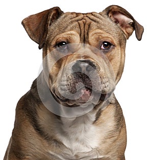 Close-up of American Staffordshire Terrier