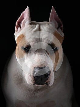 A close-up of an American Staffordshire Terrier dog face, set against a dark backdrop