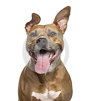 Close-up of American Staffordshire Terrier panting