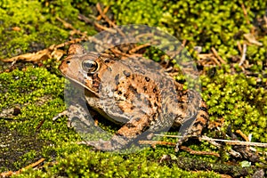 A close up of an American Toad