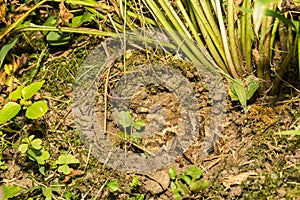 American Toad hiding in the garden.