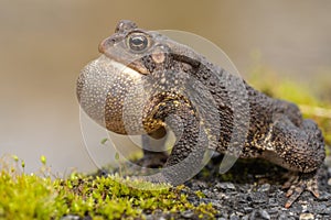 Close-up of American Toad on Side of Pond in Spring