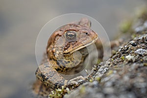 Close-up of American Toad in Spring