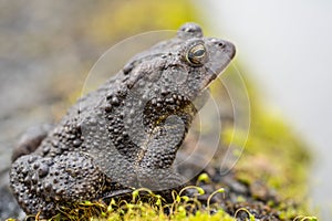 Close-up of American Toad in Springtime