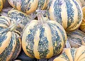 Close up on American Tondo pumpkins in a pile photo
