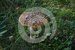 Close up of an Aminita regalis mushroom, also known as Royal fly agaric