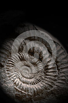 Close-up of an Ammonite fossil preserved in rock, on a black background