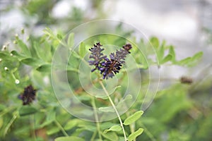 Close up Amorpha fruticosa plant