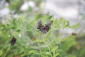 Close up Amorpha fruticosa plant