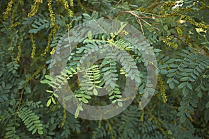 Close up Amorpha fruticosa plant