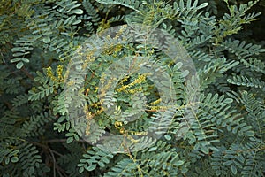 Close up Amorpha fruticosa plant