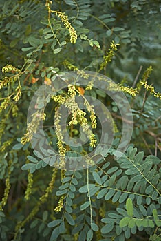 Close up Amorpha fruticosa plant