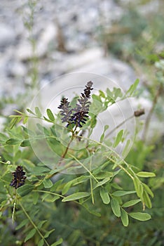 Close up Amorpha fruticosa plant