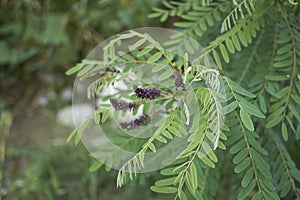 Close up Amorpha fruticosa plant