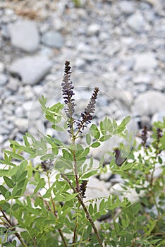 Close up Amorpha fruticosa plant photo